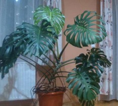 Planta de camera - de vanzare - Filodendron ! foto