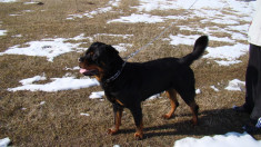 Monta / imperechere Mascul rasa Rottweiller cu pedigree foto