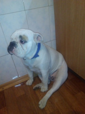 Urgent Caine Rasa bulldog englez foto