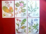 Set 6 Maxime - Seria Flora Siberiana 1985 URSS