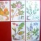 Set 6 Maxime - Seria Flora Siberiana 1985 URSS