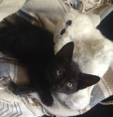 Pisica neagra de adoptat foto