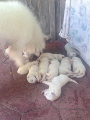 Pui Samoyed foto