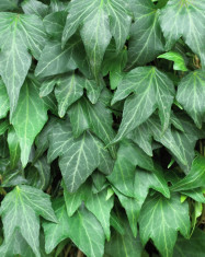 Hedera helix Green Ripple - iedera foto