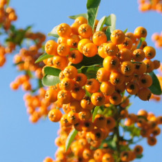 Pyracantha Golden Charmer ? piracanta galbena foto