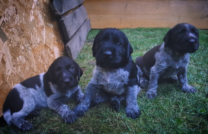 Vand Pui Brac German Cu Par Sarmos Din Parinti Cu Pedigree