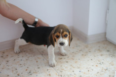 Pui beagle tricolor foto