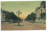 3909 - PLOIESTI, Market &amp; Ave. - old postcard - unused, Necirculata, Printata