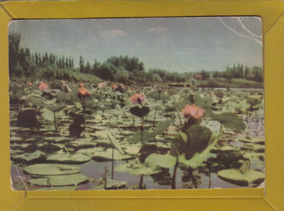 BUCURESTI LACUL SNAGOV 1955 foto