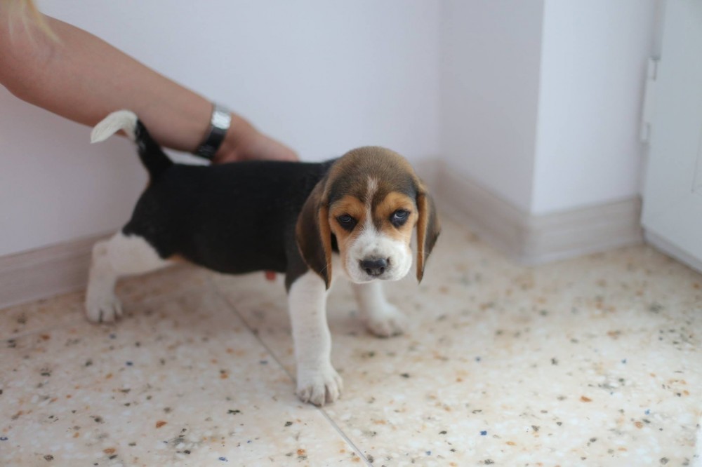Pui beagle tricolor | arhiva Okazii.ro