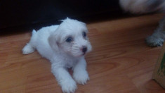 Puiuti Bichon maltese foto