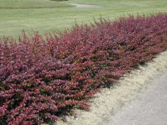 Berberis thunbergi atropurpurea ? dracila japoneza rosie foto