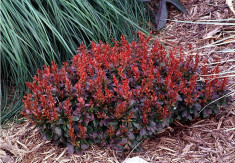 Berberis thunbergii Bagatelle ?dracila japoneza pitica foto