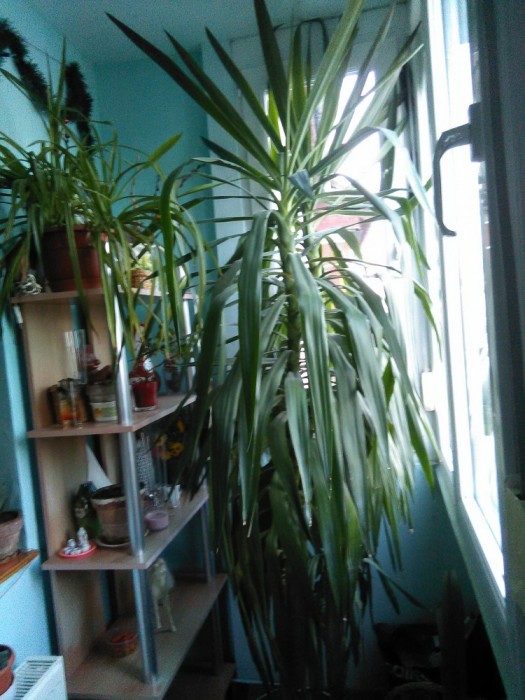 Planta Yucca foto mare Planta Yucca foto mare