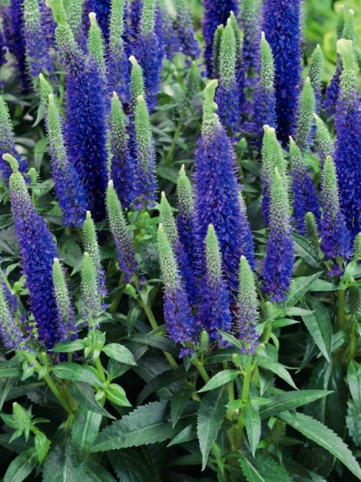 Veronica spicata Ulser Dwarf Blue – veronica albastra foto mare Veronica spicata Ulser Dwarf Blue – veronica albastra foto mare