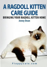 A Ragdoll Kitten Care Guide: Bringing Your Ragdoll Kitten Home foto