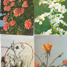 bnk cp - Lot 12 carti postale - flori
