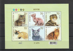 Fauna ,pisici de rasa 2007 ,Ucraina. foto