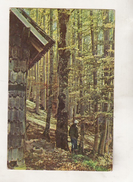bnk cp Sinaia - In padure pe Piscul Cainelui - circulata