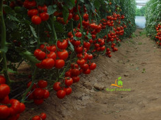 Seminte tomate Menhir F1 - 500 seminte foto
