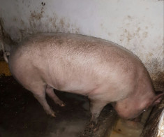 Porc de vinzare foto