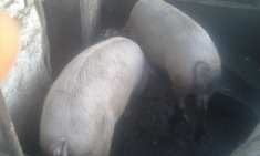 Porci de vanzare | Porci cu muschi | Porci de carne | Porci Timisoara foto