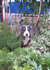 pui Marele Caine de Munte Elve?ian - Greater Swiss Mountain Dog foto