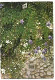(A) carte postala(ilustrata)-IASI-Gradina botanica-Platycodon grandiflorum