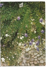 (A) carte postala(ilustrata)-IASI-Gradina botanica-Platycodon grandiflorum