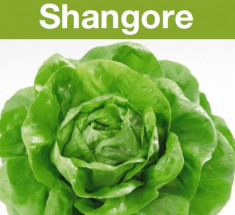 Seminte salata Shangore - pachet 5000 seminte foto