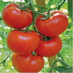 Seminte tomate Rosaliya F1 - 500 seminte foto