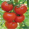 Seminte tomate Rosaliya F1 - 500 seminte