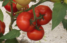 Seminte de tomate QUALITET F1 - 500 seminte foto