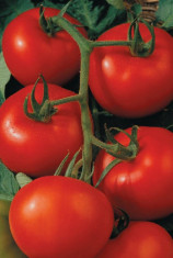 Seminte tomate TAMARIS F1 - 500 seminte foto
