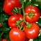 Seminte tomate Lady Rosa F1 - 500 seminte