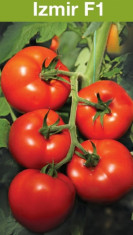 Seminte tomate IZMIR F1 - 500 seminte foto
