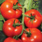 Seminte tomate IZMIR F1 - 500 seminte