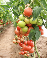 Seminte de tomate semideterminate MAGNUS F1 - pachet 500 foto