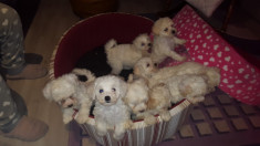 Bichon frise foto