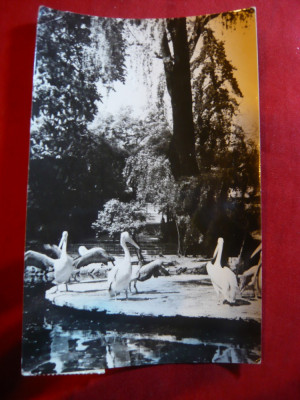 Ilustrata Cismigiu - Gradina Zoologica circulat 1964 foto