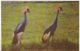 CPI (B9679) CARTE POSTALA - BUCURESTI. GRADINA ZOOLOGICA - COCOR CU COROANA, Necirculata, Fotografie