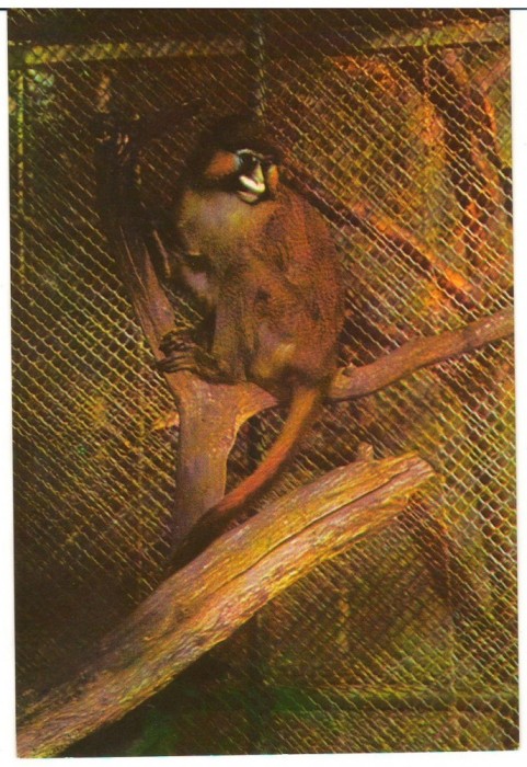 CPI (B9694) CARTE POSTALA - BUCURESTI, GRADINA ZOOLOGICA - CERCOPITEC
