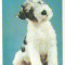CPI (B9689) FELICITARE - CAINE