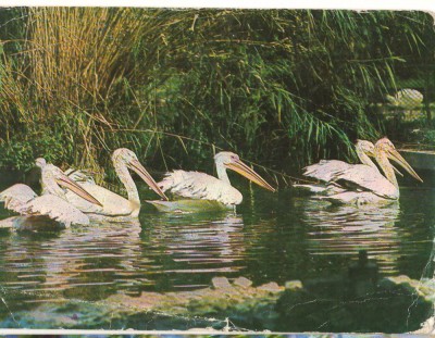 CPI (B9699) CARTE POSTALA - BUCURESTI. GRADINA ZOOLOGICA - PELICAN CRET SI COMUN foto