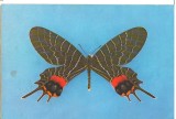 CPI (B9696) CARTE POSTALA - GRIGORE ANTIPA, FLUTURE - BHUTANITIS LIDDERDALII