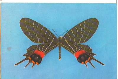 CPI (B9696) CARTE POSTALA - GRIGORE ANTIPA, FLUTURE - BHUTANITIS LIDDERDALII foto