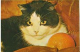 CPI (B9680) CARTE POSTALA - PISICA CU PORTOCALA