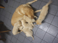 Labrador foto