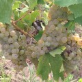 Vin de calitate din soiuri nobile, alb si rosu, productie 2017.