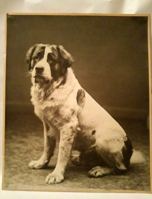 Fotografie veche caine Saint Bernard, fotograf Otto Borgen, Bergen (Norvegia) foto